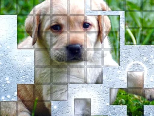 PicPu Köpeği