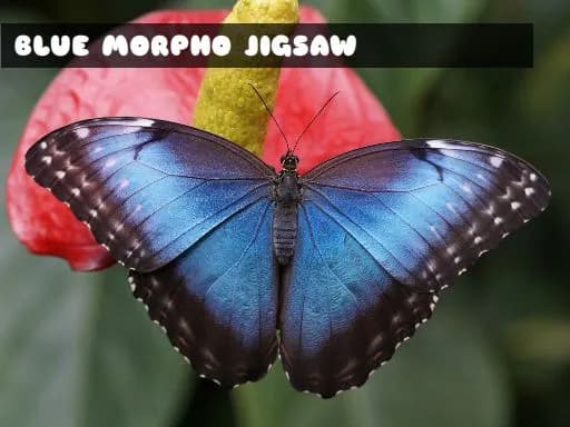 Mavi Morfo Kelebek Yapbozu